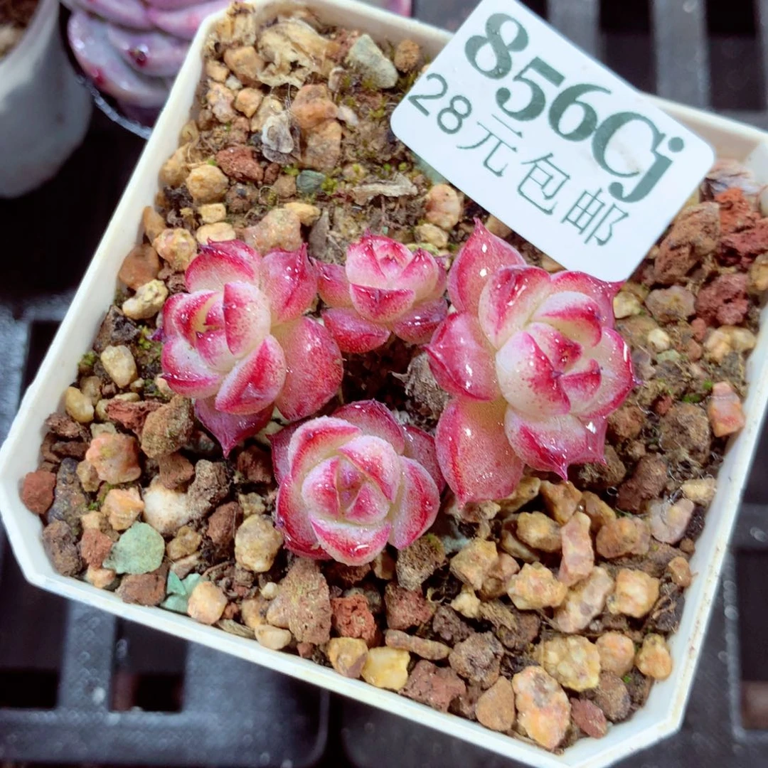 5厘米盆精控多肉856