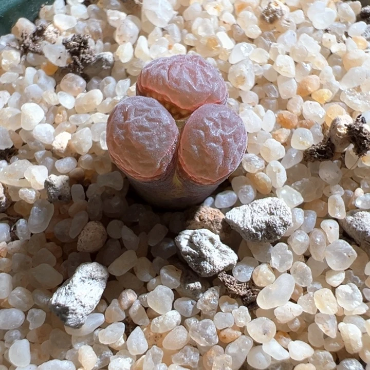 37。青蛙3年奔驰头。8.5折后价