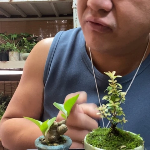 红陶一物一拍所见即所得34