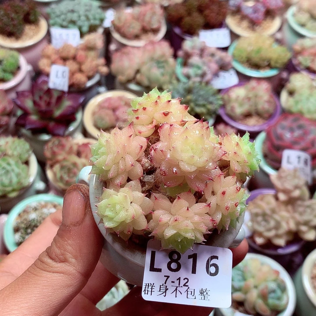 精控拇指盆多肉7.12816