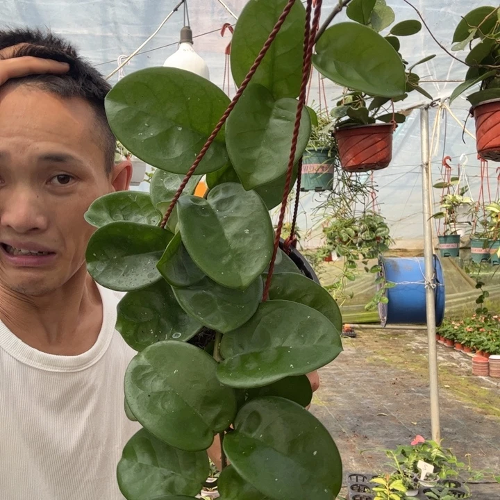 自***在无花朵克林顿球兰双头