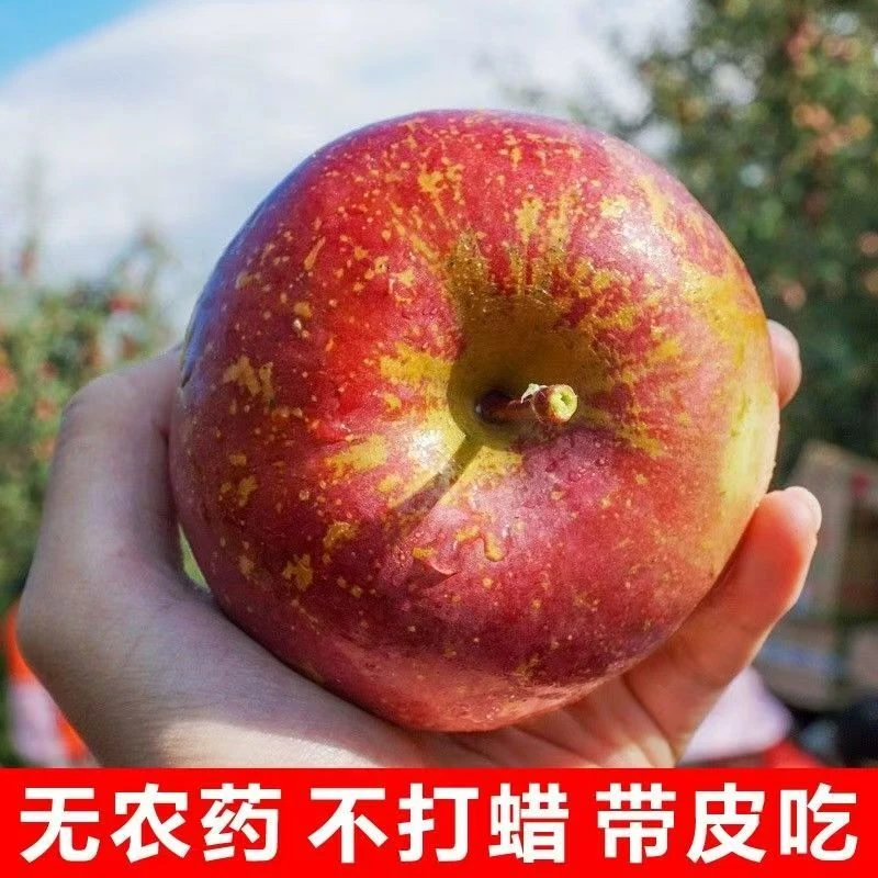 正宗云南昭通丑苹果红富士新鲜脆甜多汁产地直发应季水果