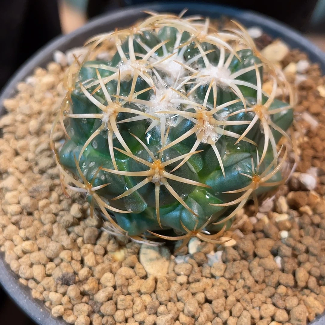 仙人球顶花球凤华丸5厘米