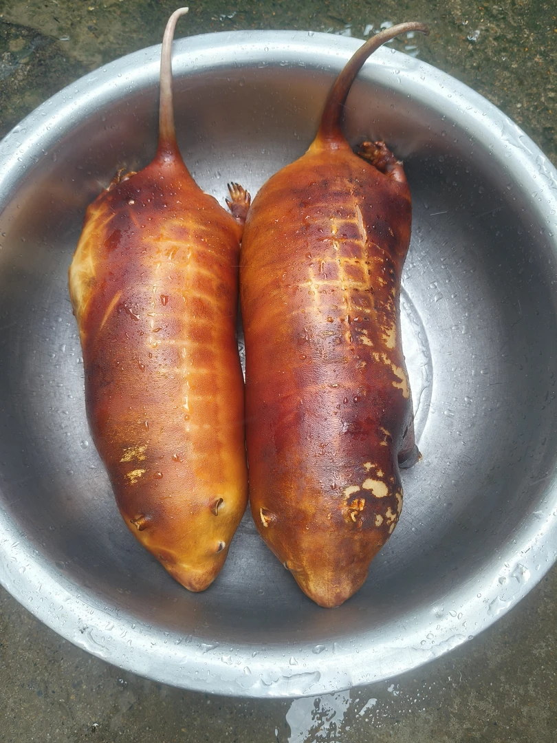 农家散养顺丰冷链包邮稻香精品竹子鼠新鲜鲜活