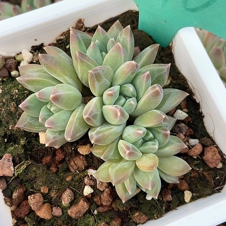 多饿了1870多肉植物