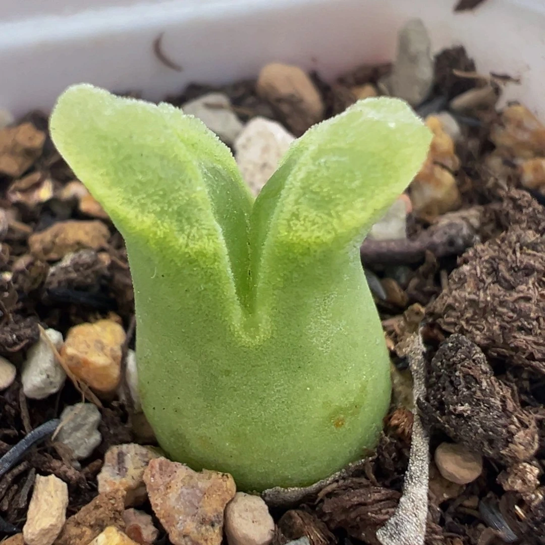 冰奶瓶多肉植物带盆