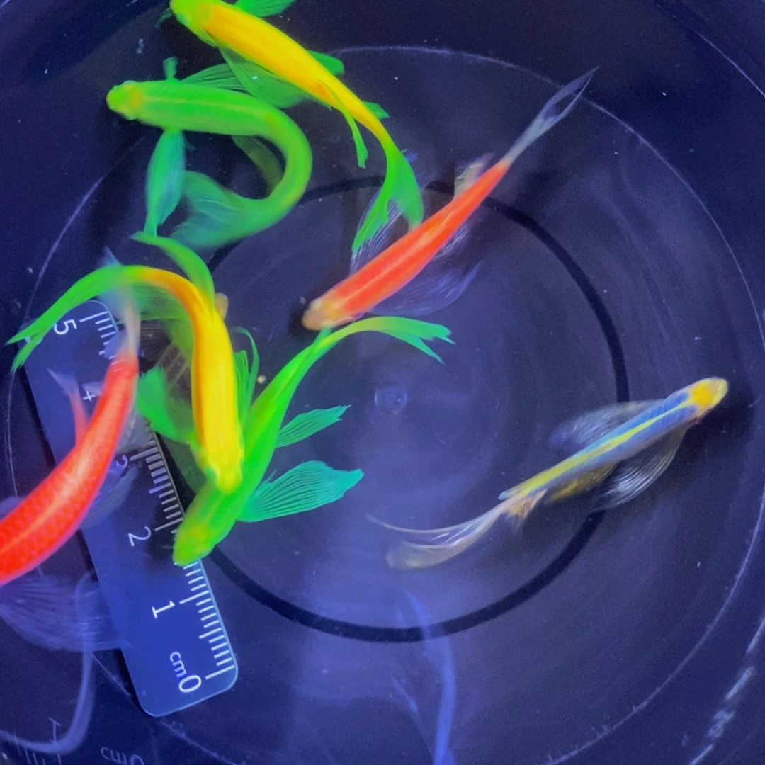 斑马鱼蝶翼斑马福利练手鱼微瑕8条4厘米