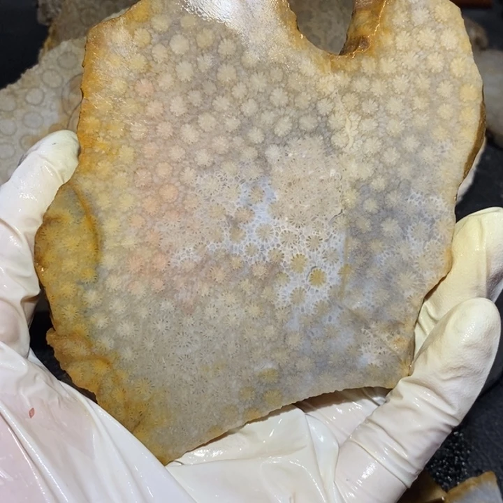 【闪购商品】未镶嵌珊瑚玉硅化玉