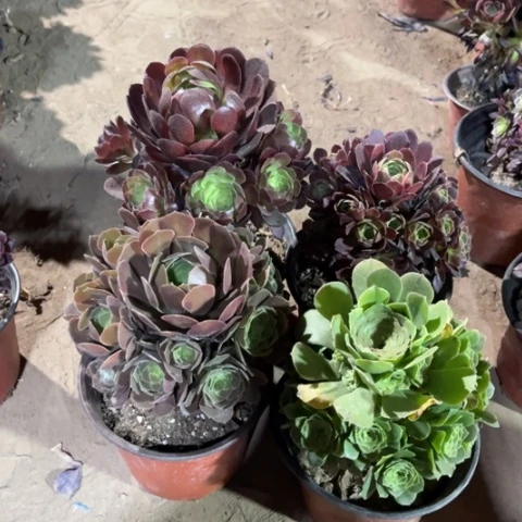 533多肉植物组合
