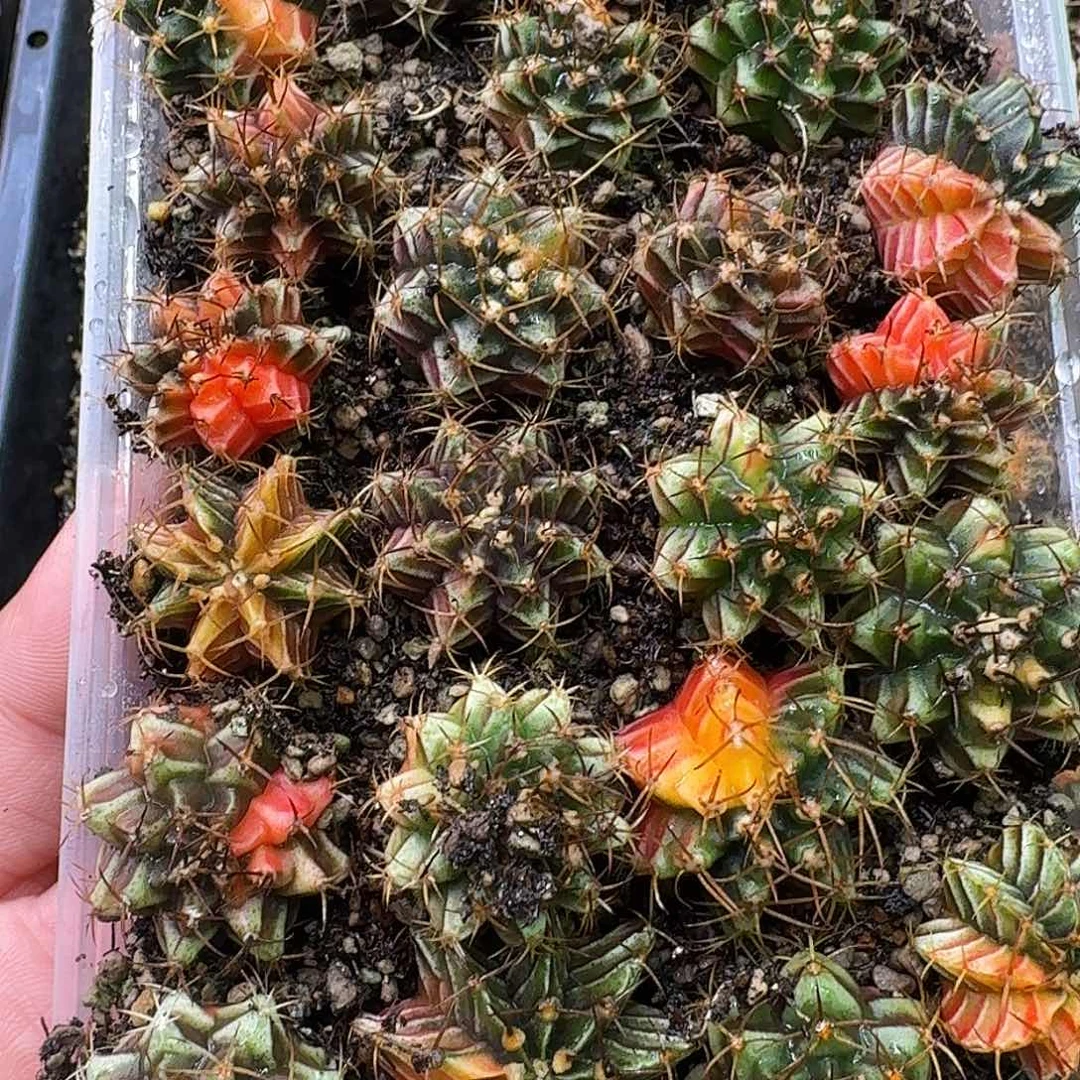 木***子米哈实生自然锦练手球108