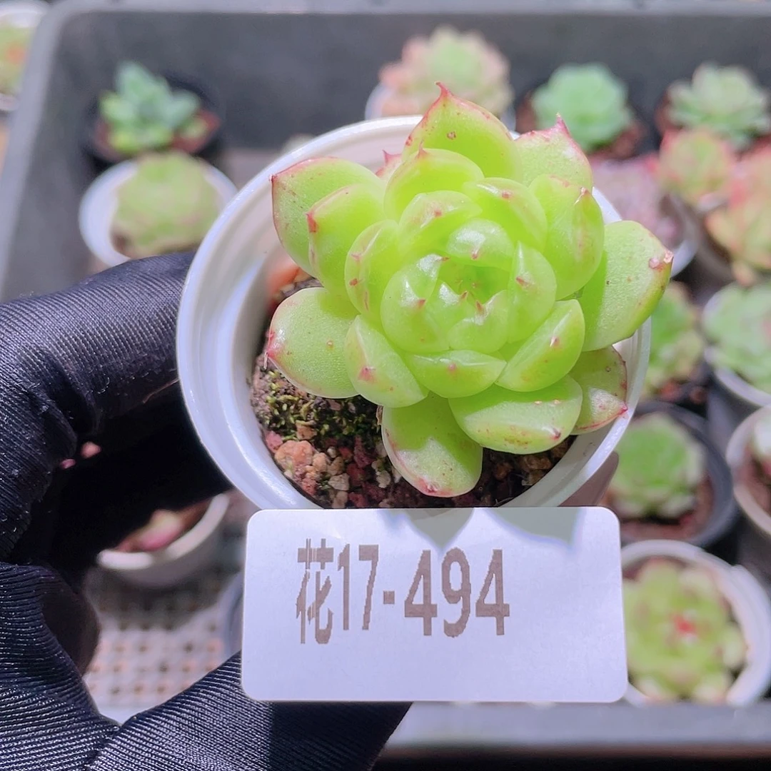 花利美17-494新品