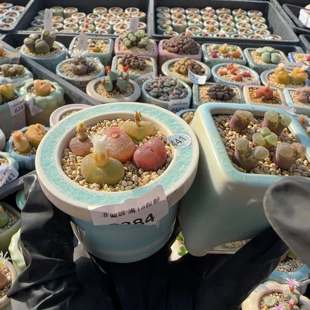 己***人8284-8635--一物一拍 带盆