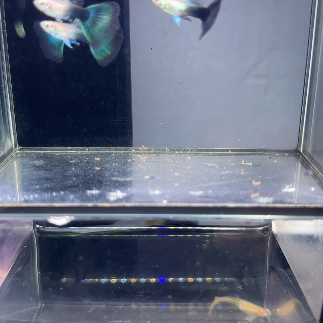 孔雀鱼蓝化体公鱼四条