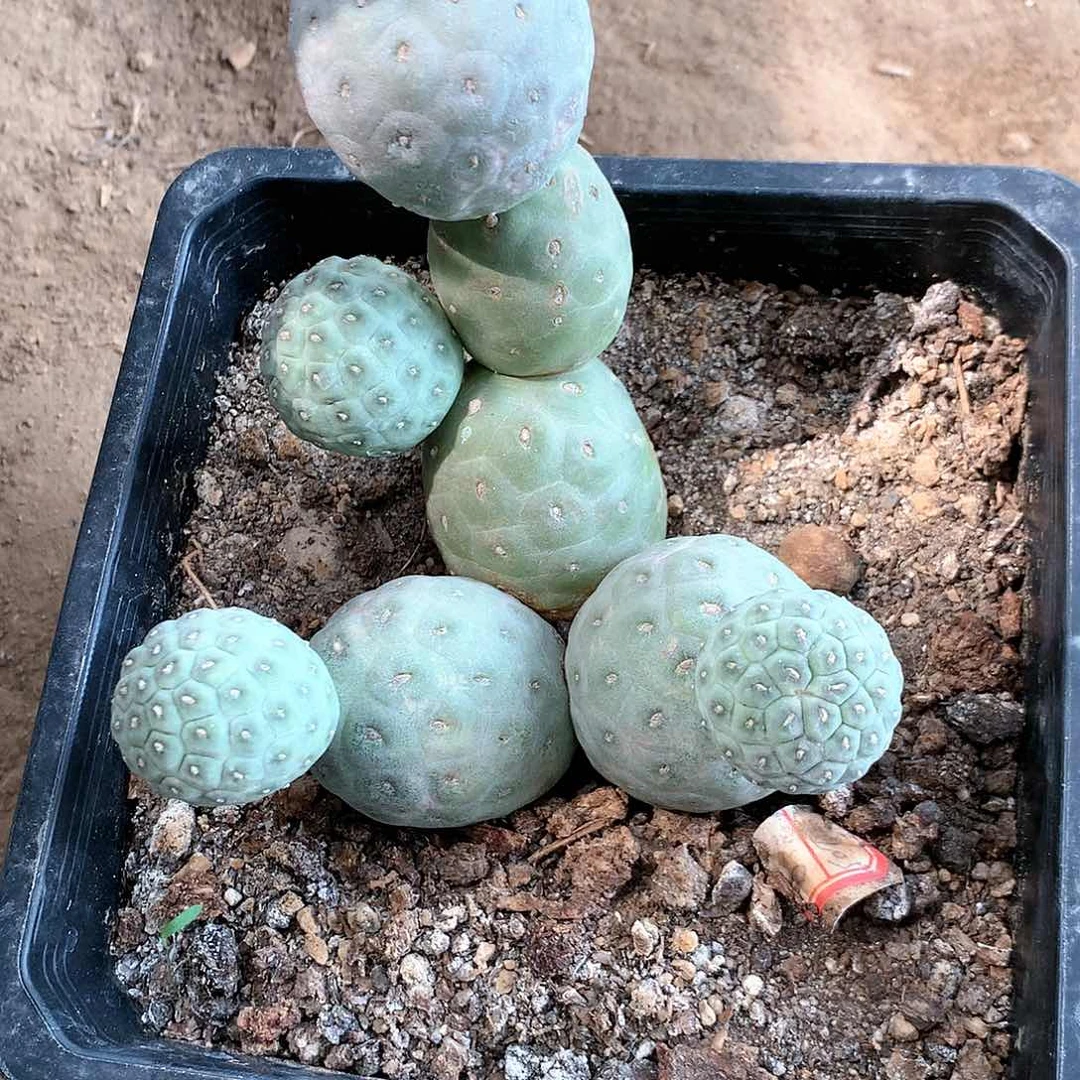 【闪购商品】六头无刺习自根