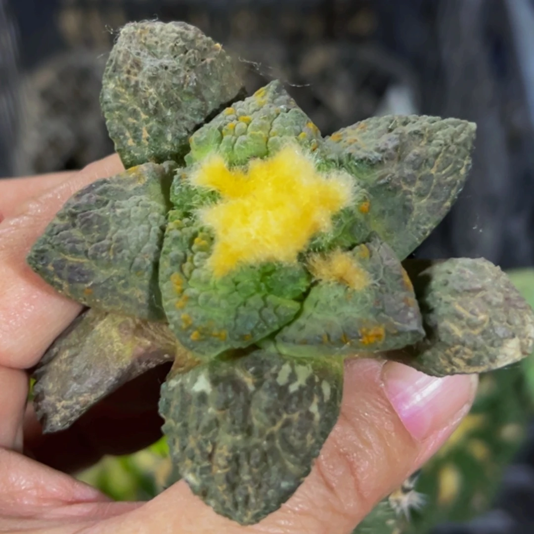 无花朵福利长尤紫皮哥斯拉牡丹786