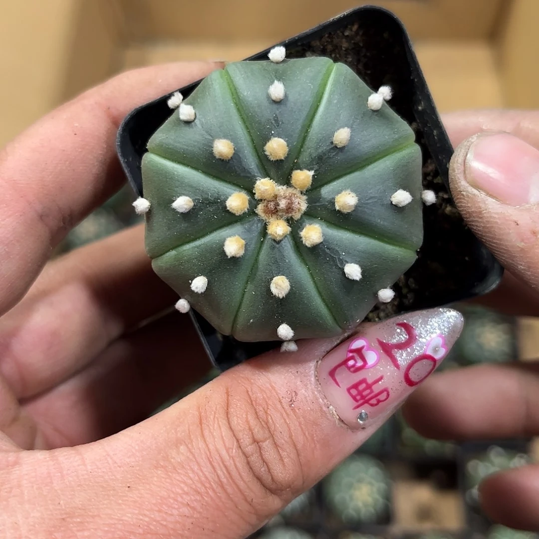 禹****馆26179一物一拍单头发货