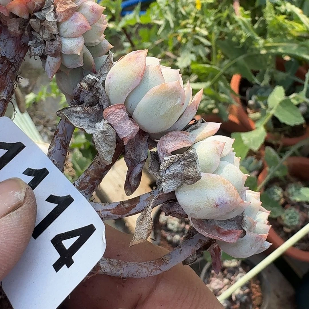 羊*碗361646464646494944