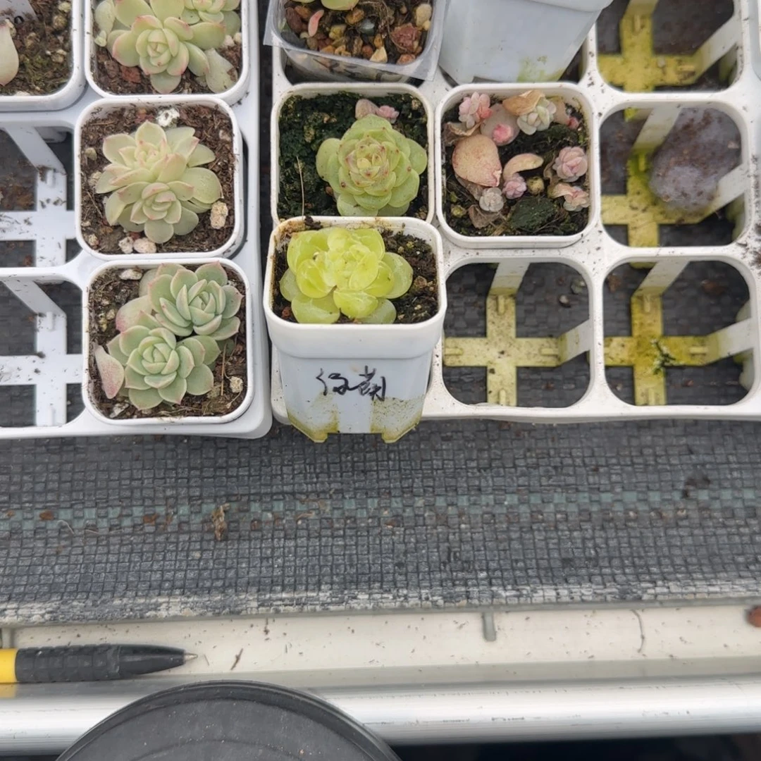 M***u绿荫盆1个7床满25包邮