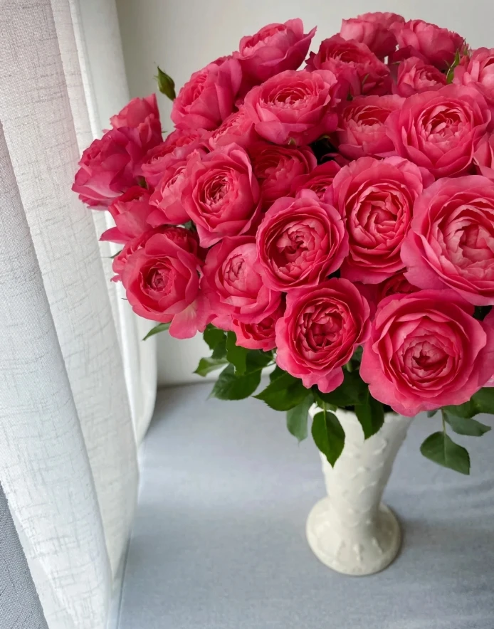 【全场任意两单包邮】稀有品种 胭脂公主多头玫瑰8-10枝（1枝不赔付）