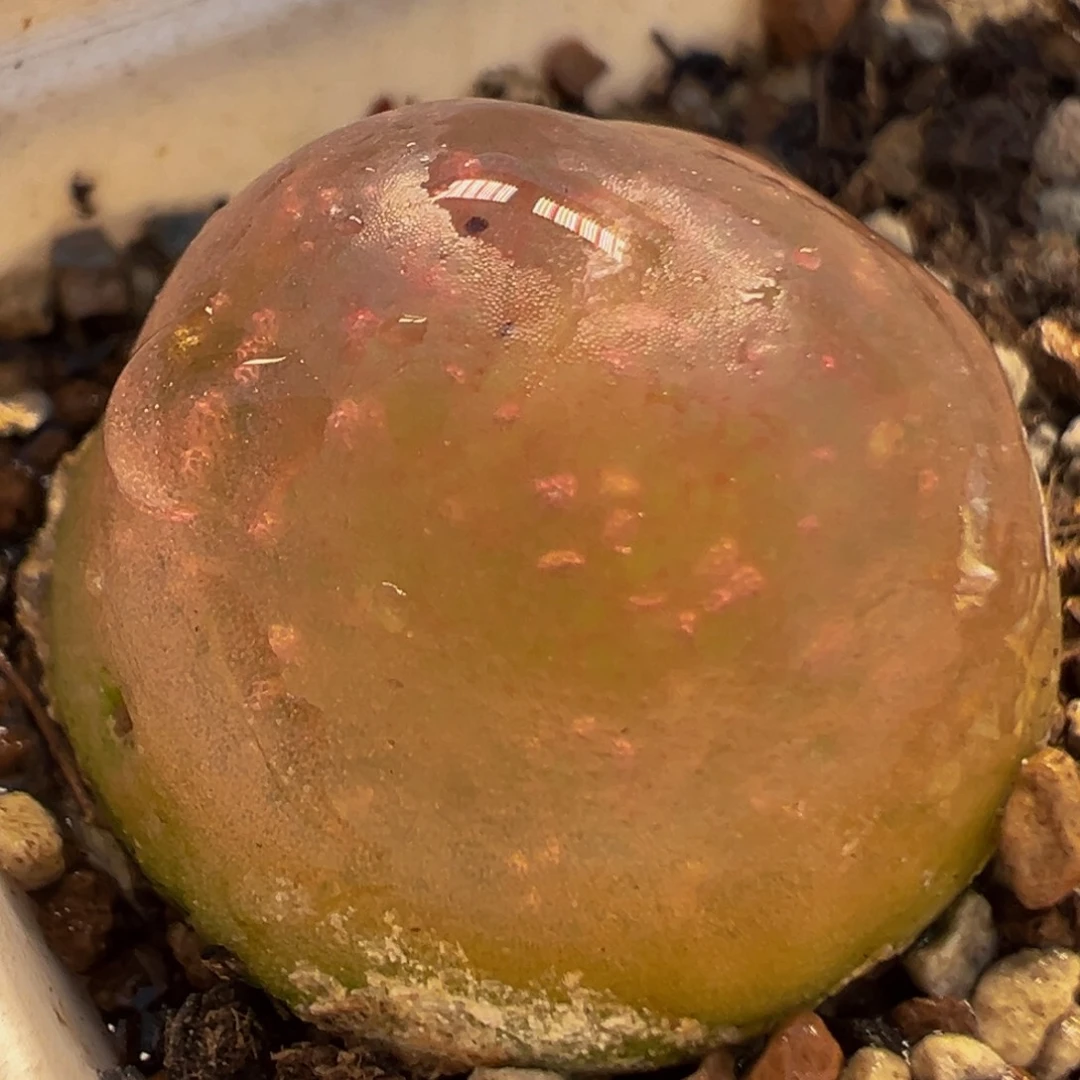 80多肉植物百科灯泡