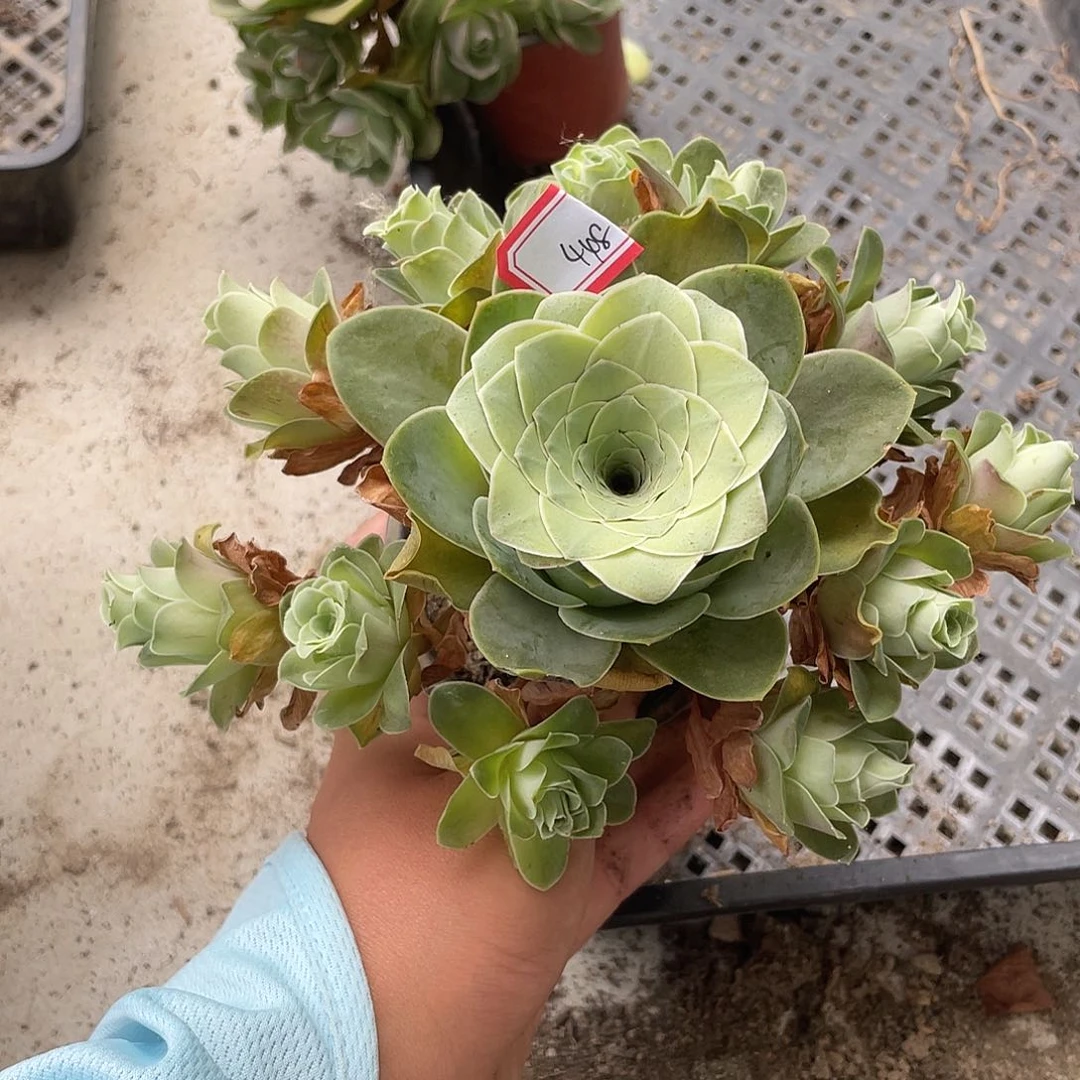 山地玫瑰多肉不售后 448