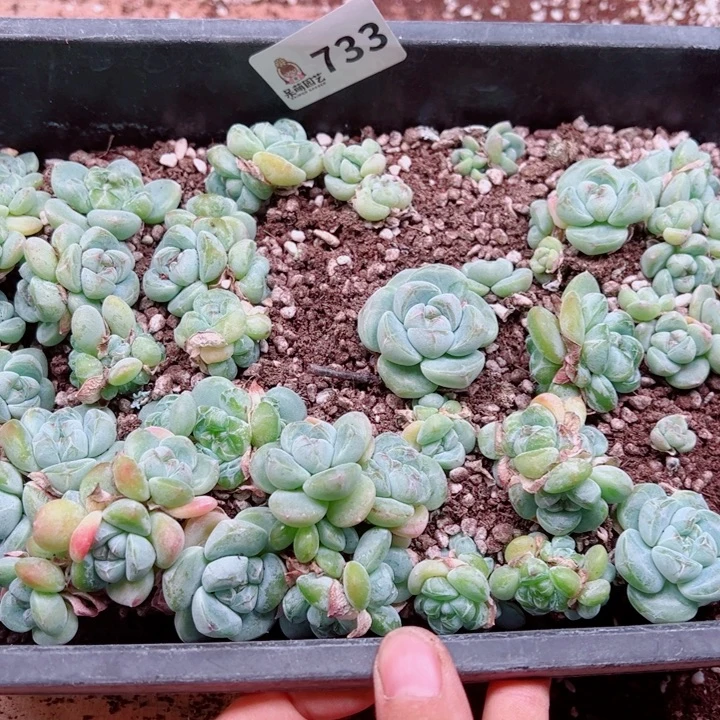 昕***花多肉植物多肉植物