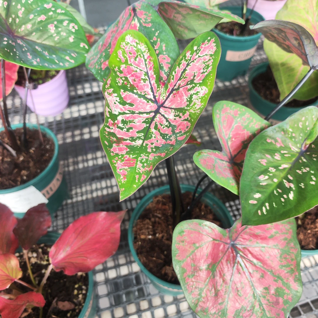 自种款彩叶芋大种球原盆原土ins风耐晒好养颜色鲜艳