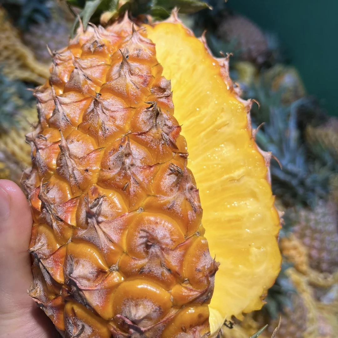 （坏果包赔）金钻凤梨树熟新鲜采摘香甜爆汁产地直发包邮