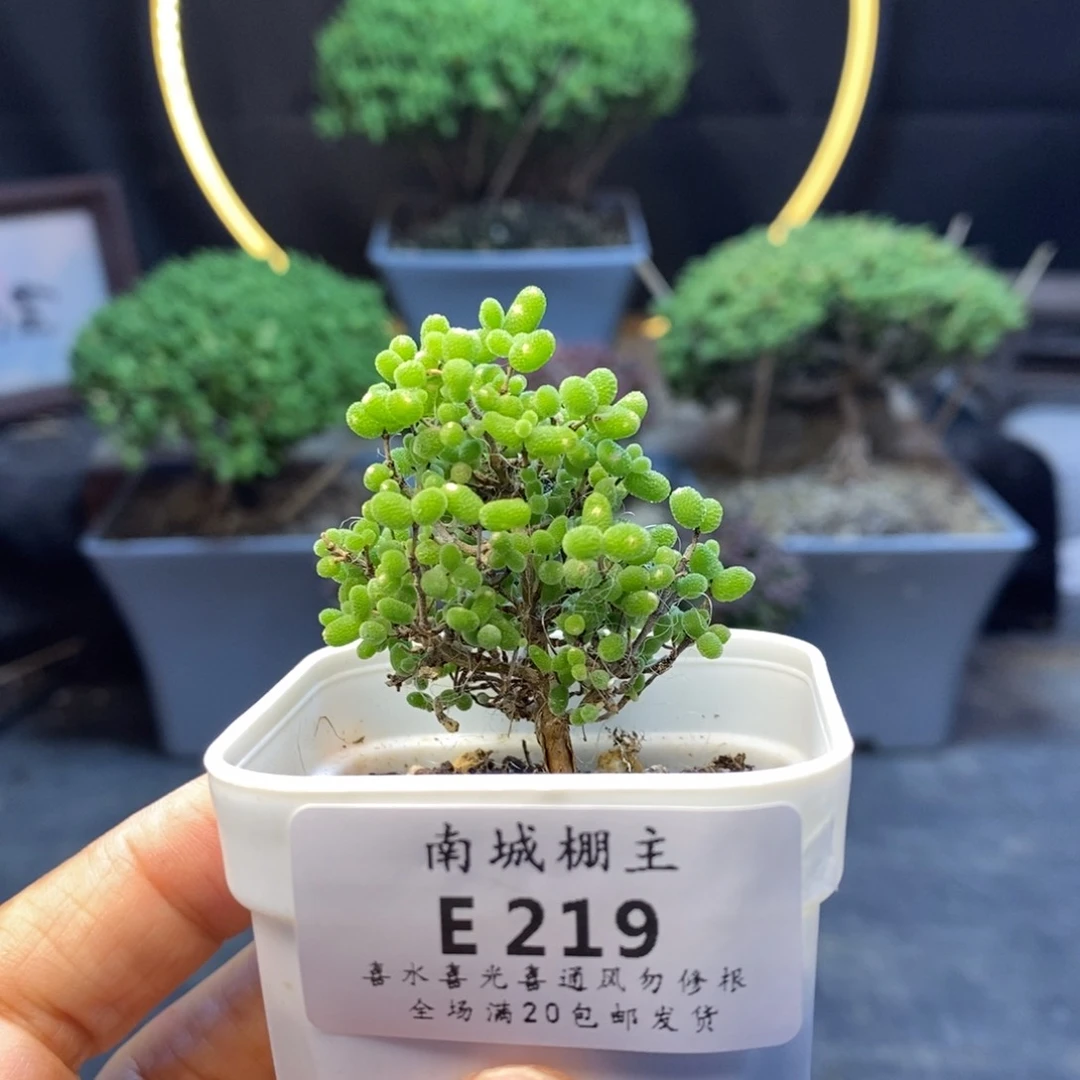 219蜜橘糖球枝干