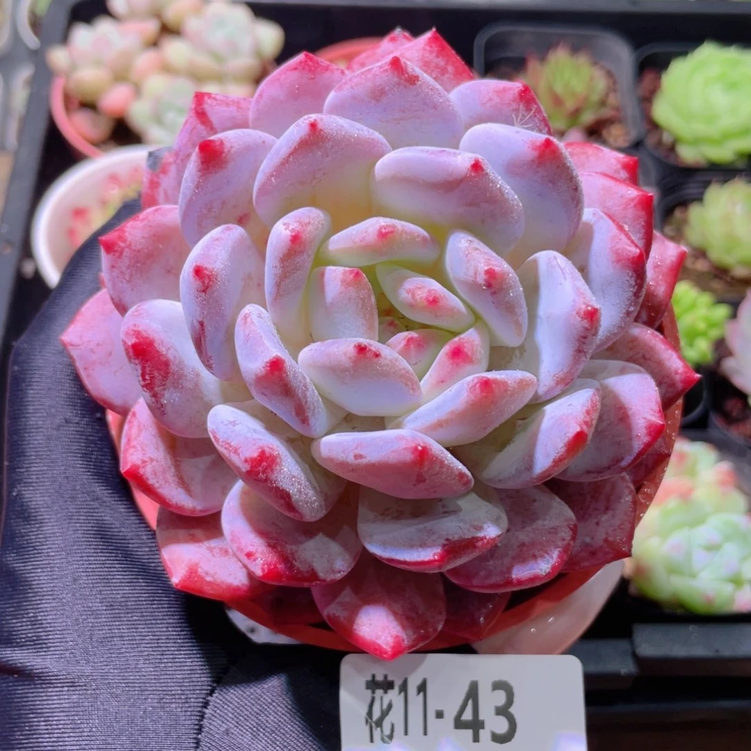 花利美11-43橙梦露