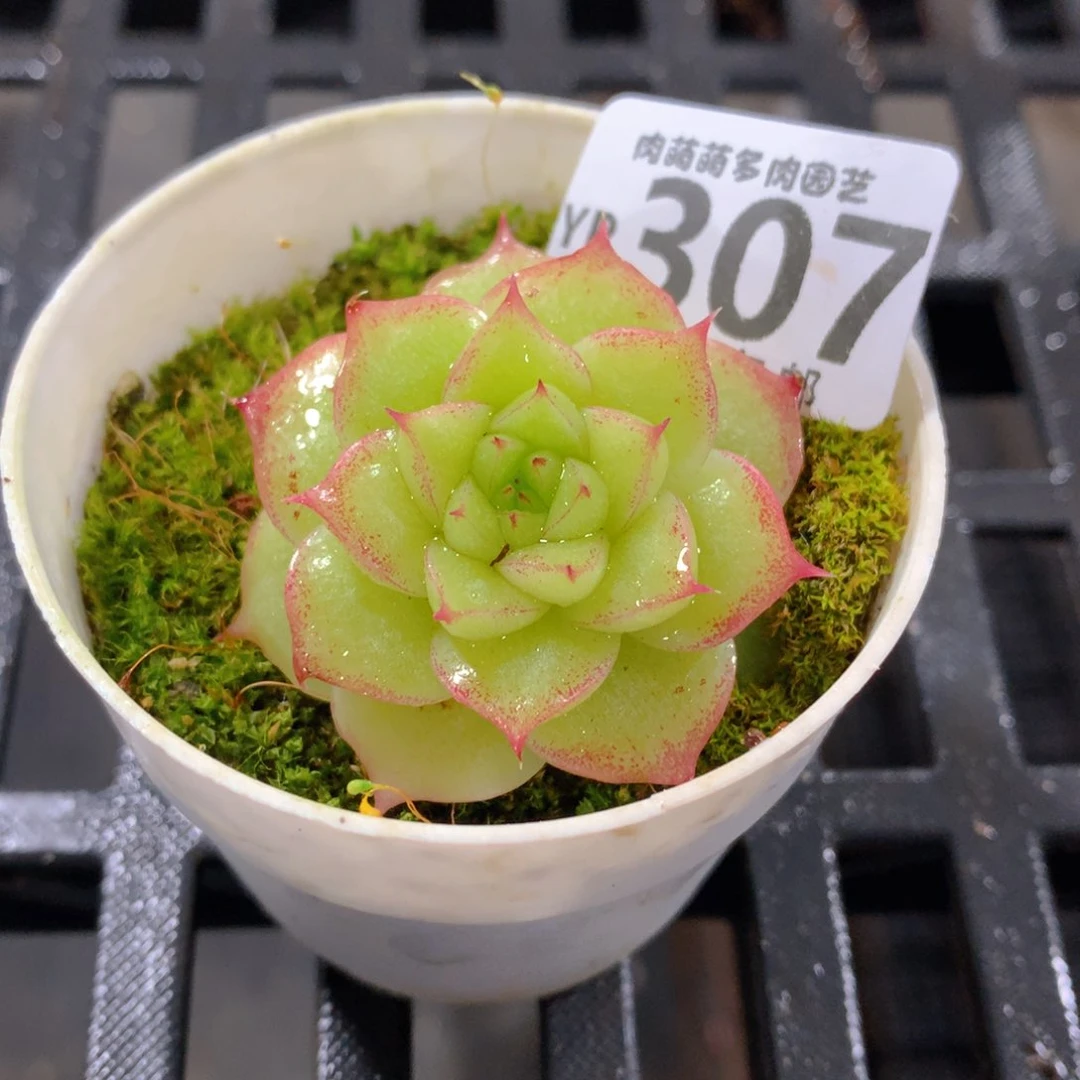 肉萌萌拇指盆精控多肉YR307