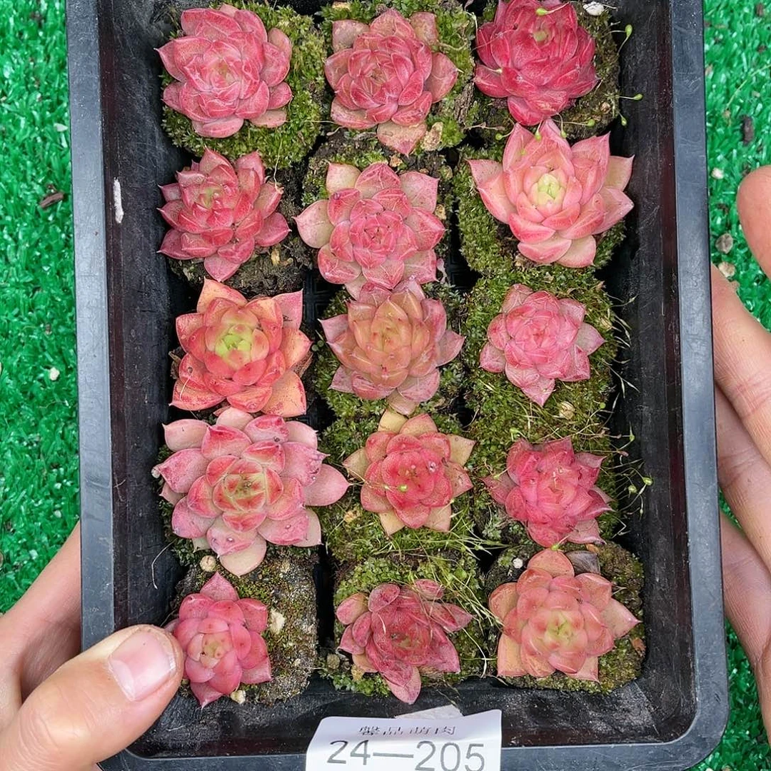 多肉一物一拍24-205