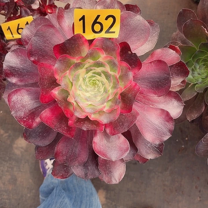 平*叔多肉植物福利162