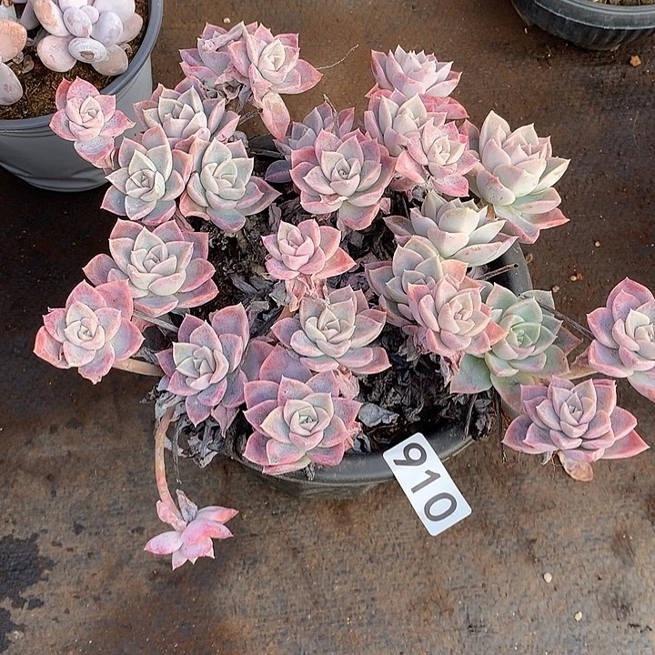 910哈利 一物一拍多肉