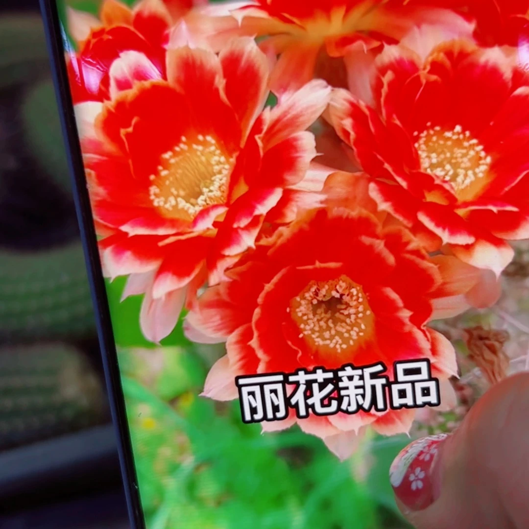 下79丽花俏佳人歪无根侧芽3公分左右20包邮