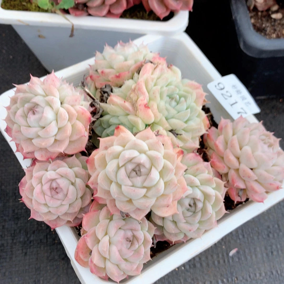 9217新年快乐发发发