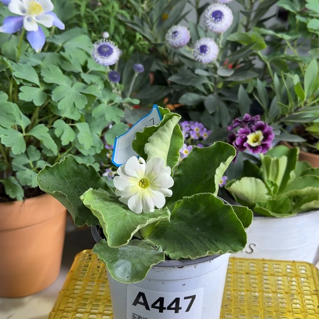 一物一拍  耳叶A447