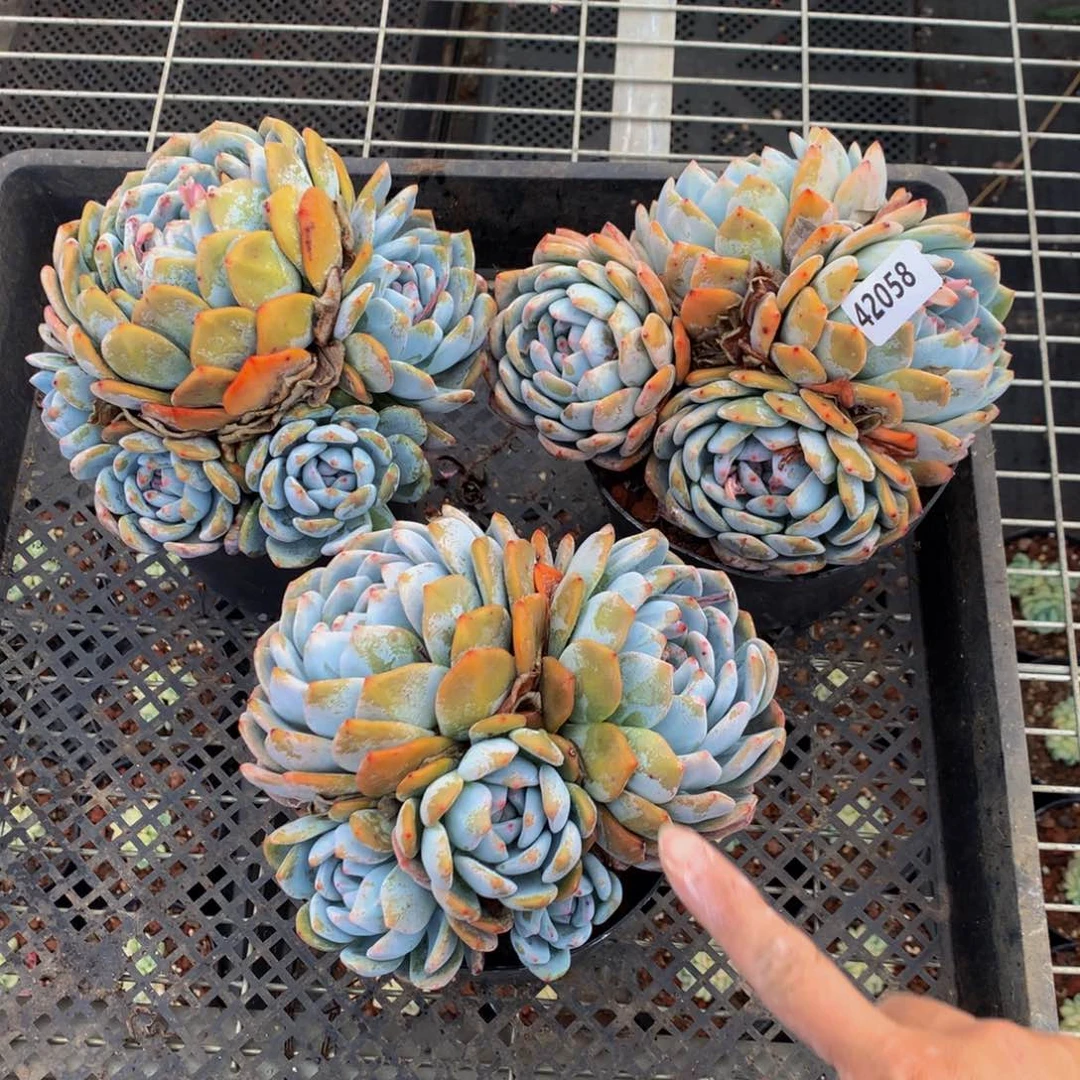 42058三个一起嗯嗯嗯嗯老婆也