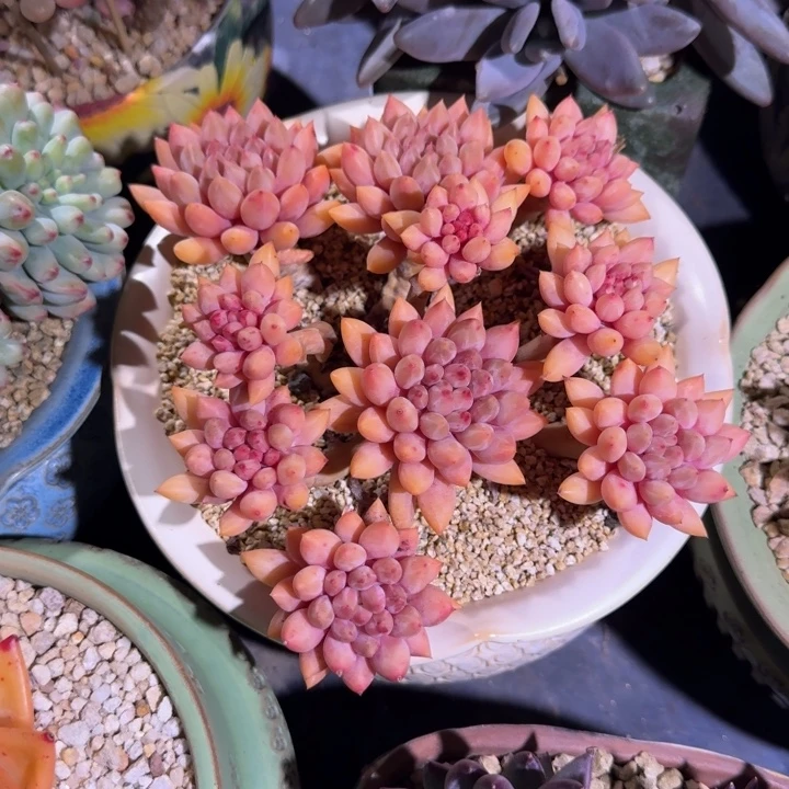 红蜻蜓 老桩 一物一拍