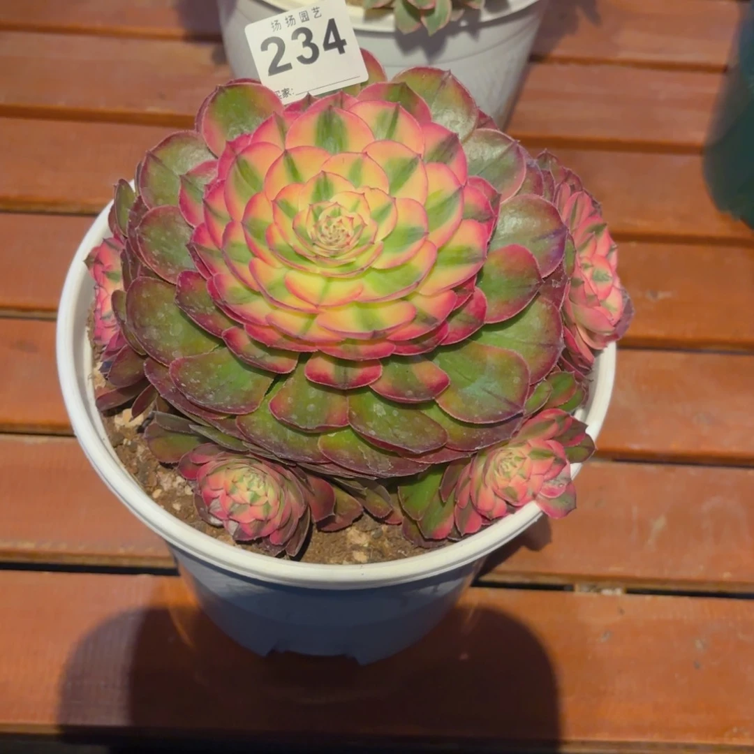 福**楼12345  234多肉法师