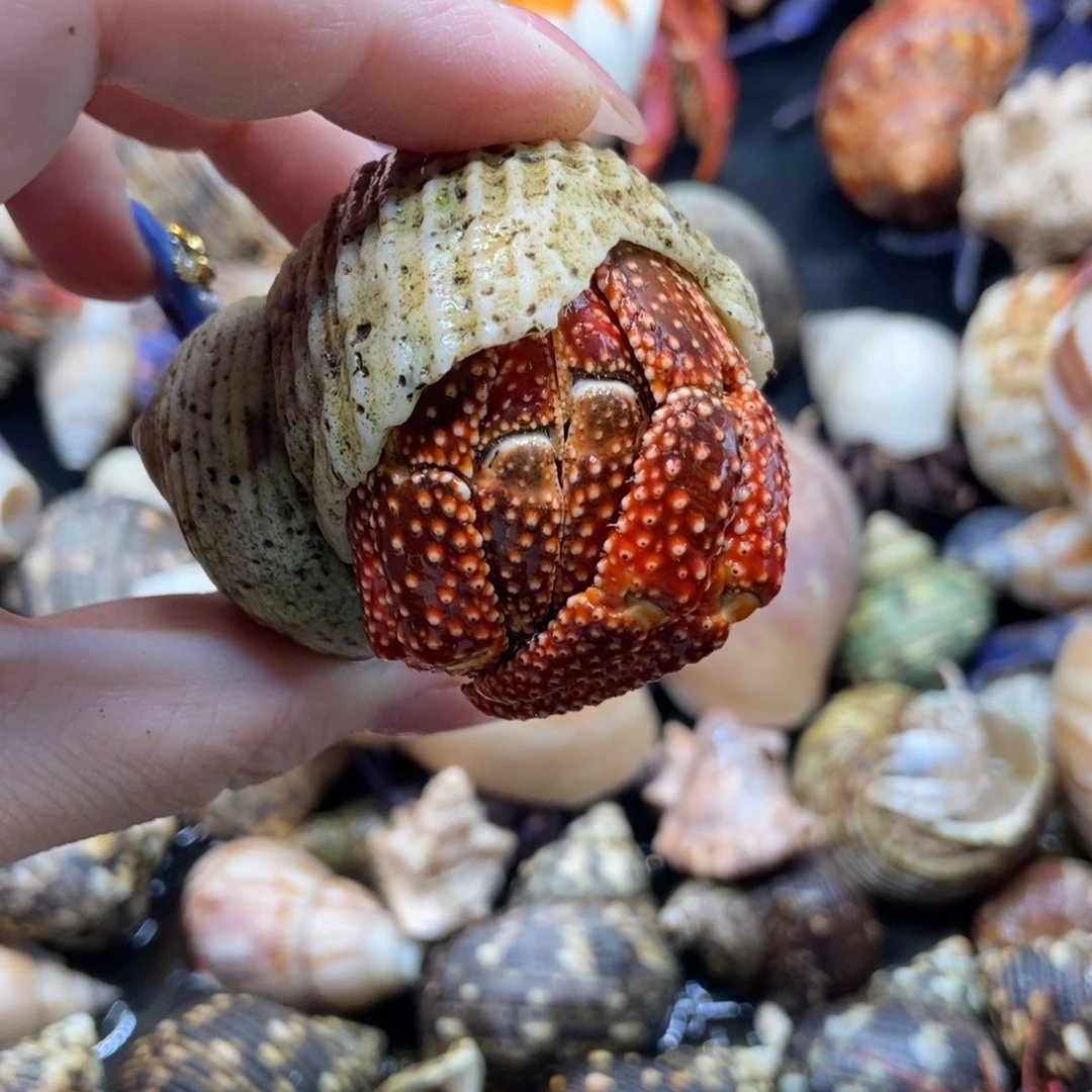 艺嫚居萌宠拍拍47号