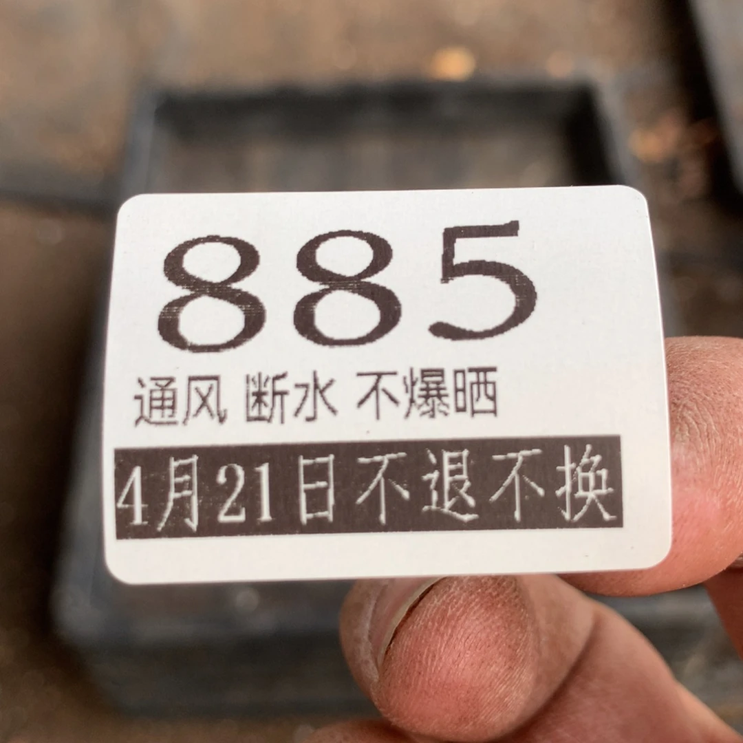 满20包邮山地玫瑰885