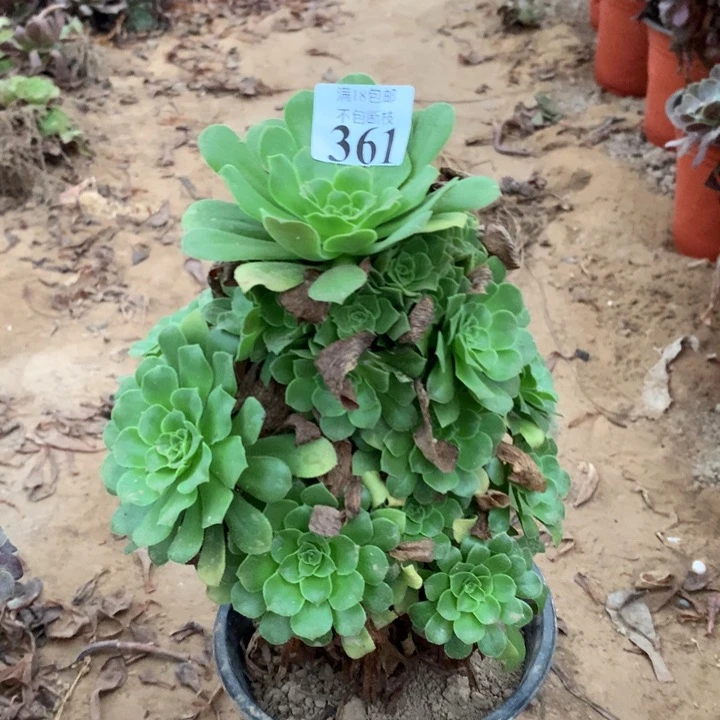361绿玫瑰大宝塔1号棚
