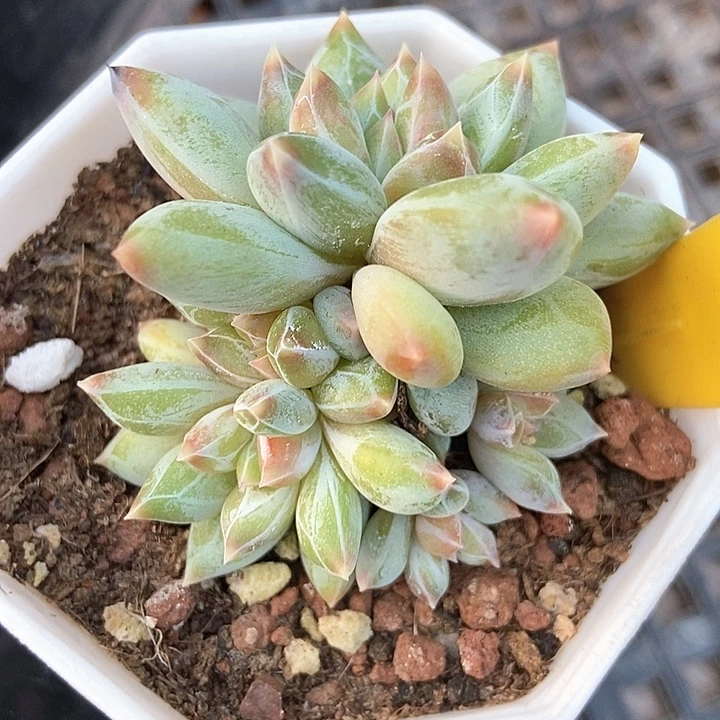 多肉植物伊丽莎白920
