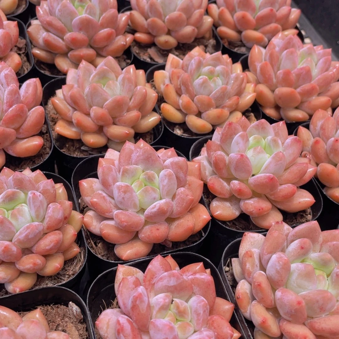 量拍16号 肥胖粉透半夏单头一个