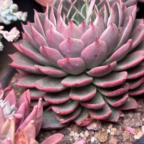 宝*多肉植物的植物
