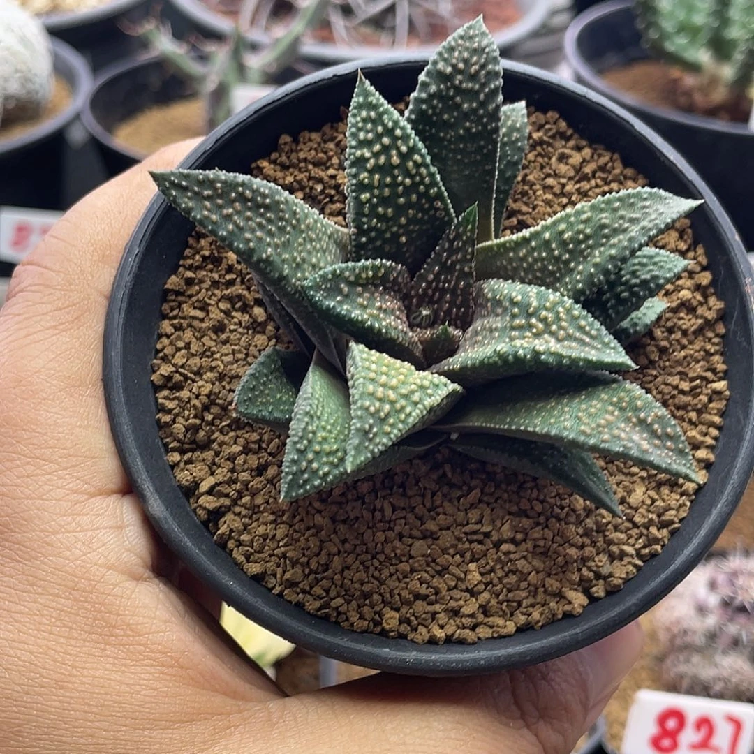 实生丸叶天涯 一单包邮