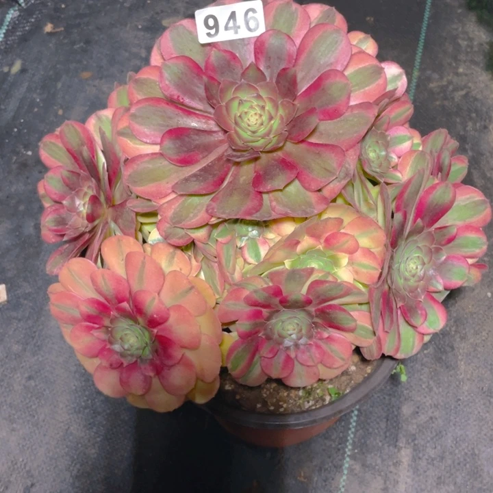 946老庄多肉法师雨荷