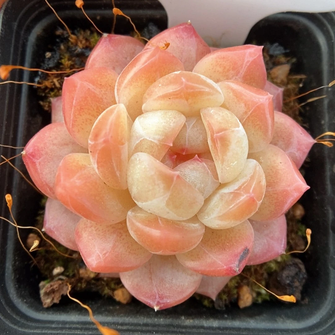 糖心珍妮可拍992号。