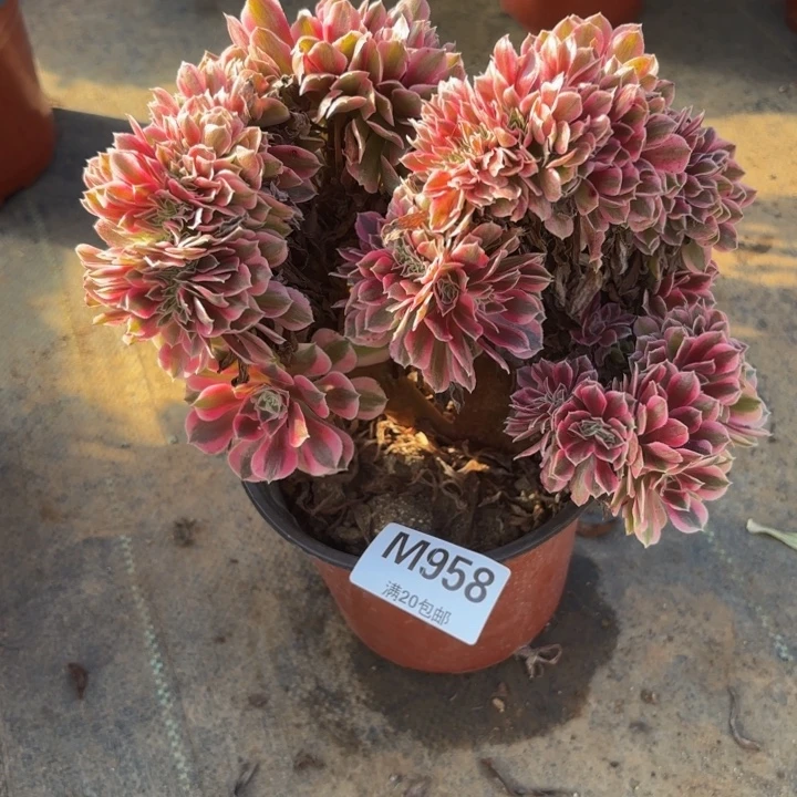 瑞妈，，，，，，。。958女巫缀